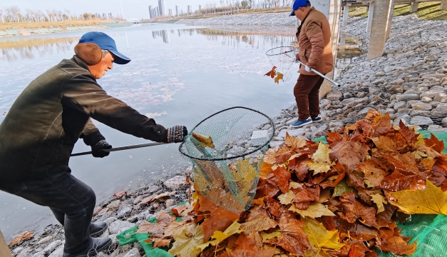 冬季枯葉紛紛 落環衛工人打掃忙