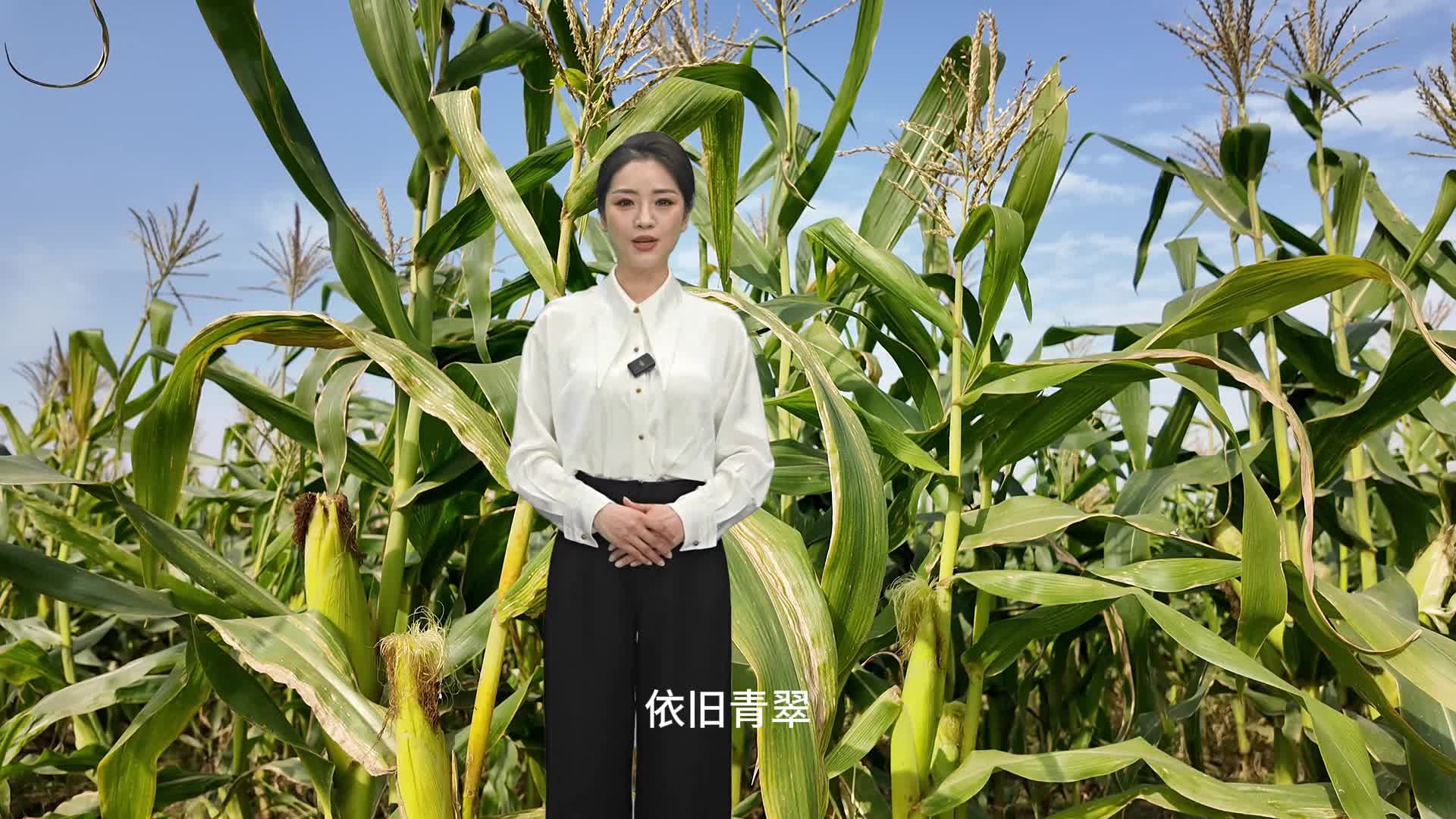 每年可以種三季，冬天成熟的玉米你見過嗎？